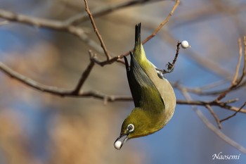 メジロ まつぶし緑の丘公園 2024年1月7日(日)