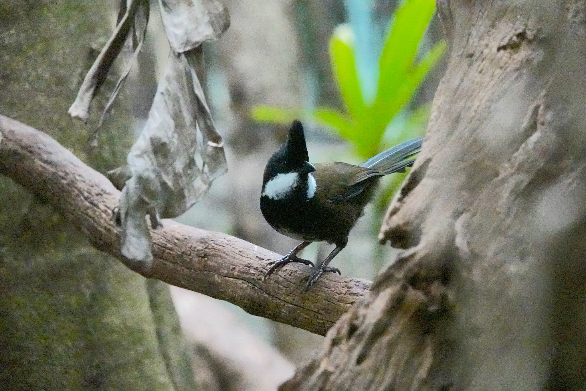 Photo of Eastern Whipbird at Taronga Zoo Sydney  by のどか