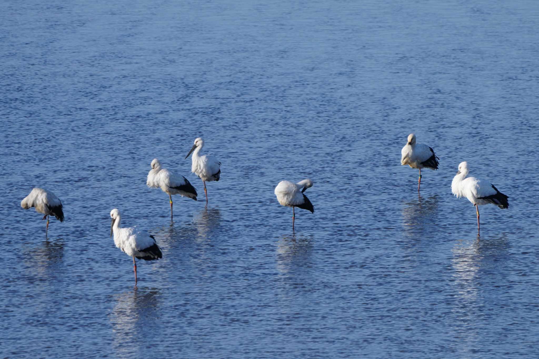 Photo of Oriental Stork at  by ace