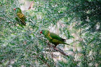 コセイガイインコ シドニータロンガ動物園 2018年7月2日(月)