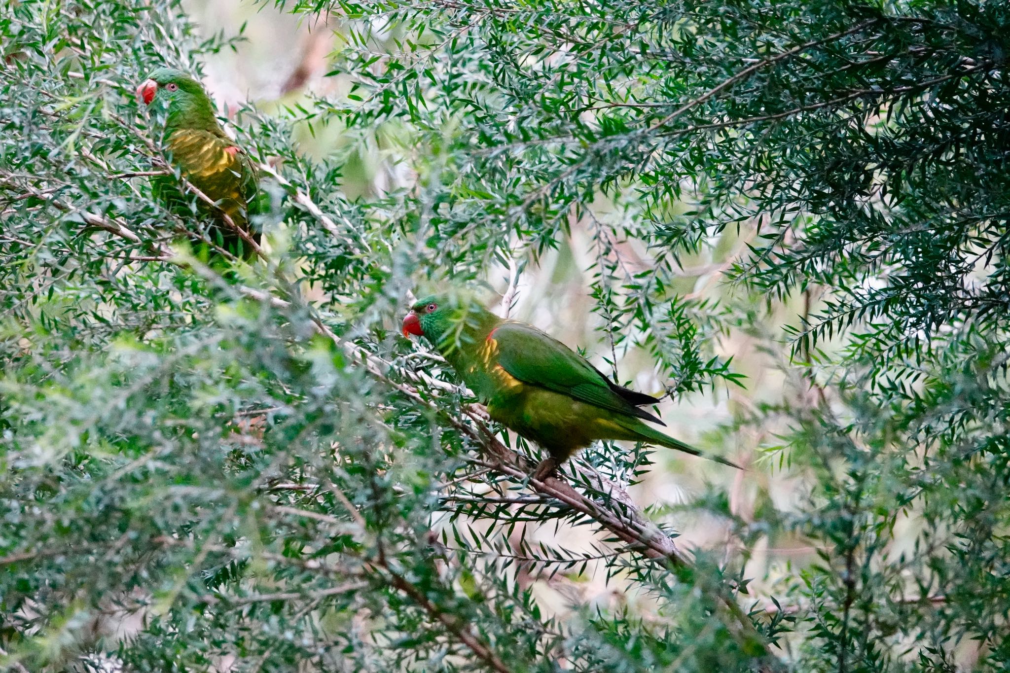 Photo of Scaly-breasted Lorikeet at Taronga Zoo Sydney  by のどか