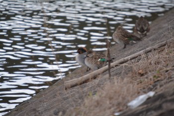 Eurasian Teal 美濃加茂市 Sun, 1/7/2024