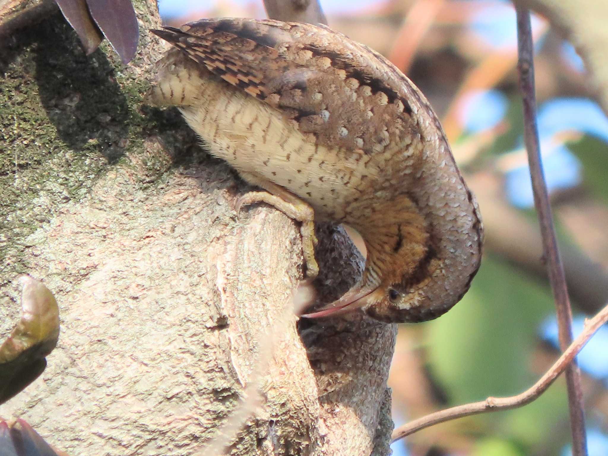 Photo of Eurasian Wryneck at 京都 by あなちゃん