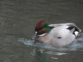 Falcated Duck 羽村堰 Sun, 1/7/2024