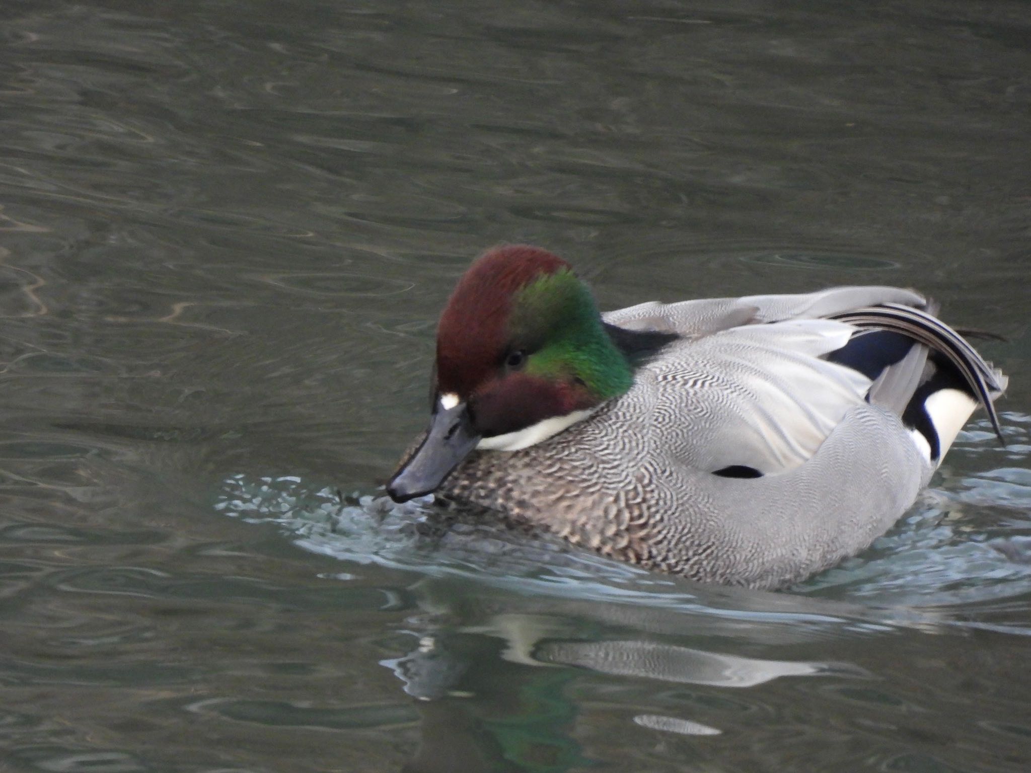 Falcated Duck