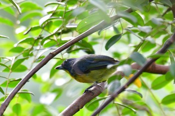 Yellow-rumped Flowerpecker Sepilok--Rainforest Discovery Center Fri, 10/20/2023