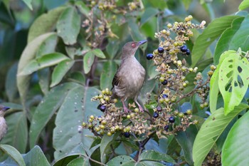 Asian Red-eyed Bulbul Sepilok--Rainforest Discovery Center Fri, 10/20/2023