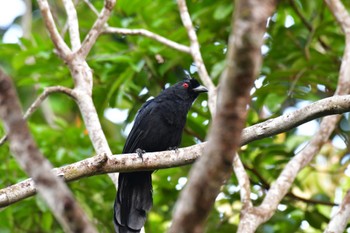 Bornean Black Magpie Sepilok--Rainforest Discovery Center 2023年10月20日(金)