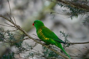 Scaly-breasted Lorikeet Taronga Zoo Sydney  Mon, 7/2/2018