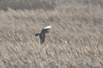 2023年12月18日(月) 野付半島の野鳥観察記録