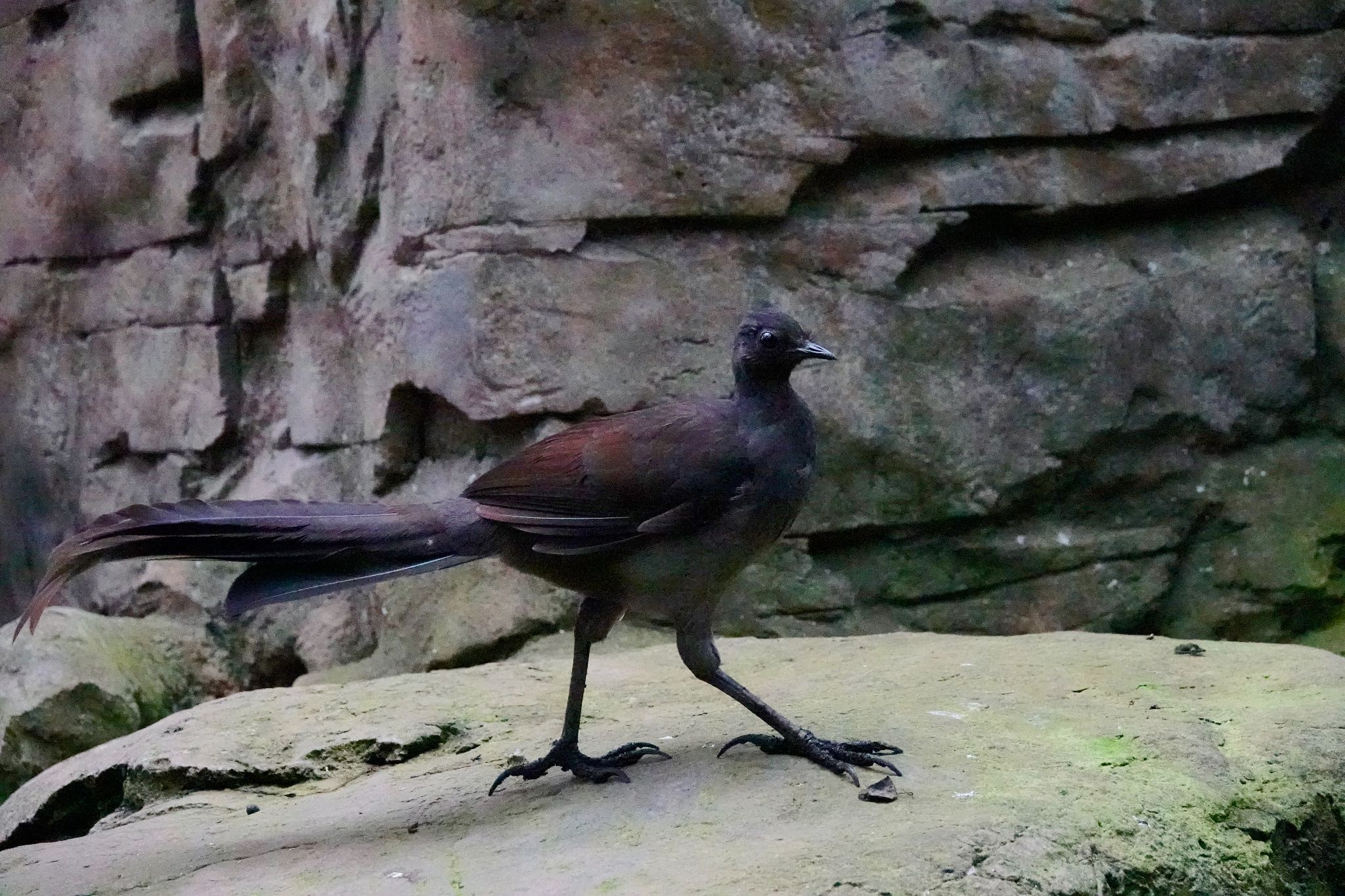 Photo of Superb Lyrebird at Taronga Zoo Sydney  by のどか