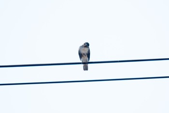 Eastern Buzzard 栃木県足利市 Sat, 1/6/2024