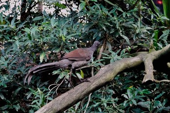 Superb Lyrebird Taronga Zoo Sydney  Mon, 7/2/2018