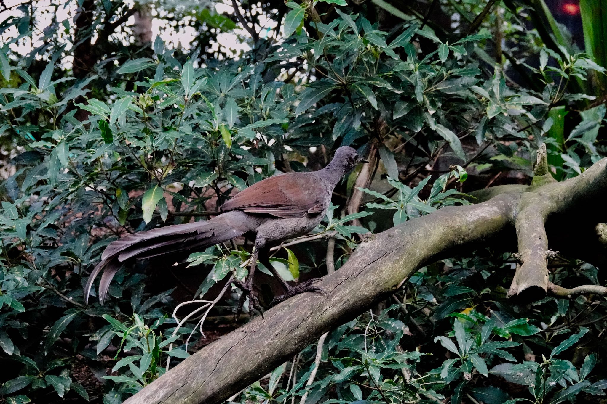 Photo of Superb Lyrebird at Taronga Zoo Sydney  by のどか