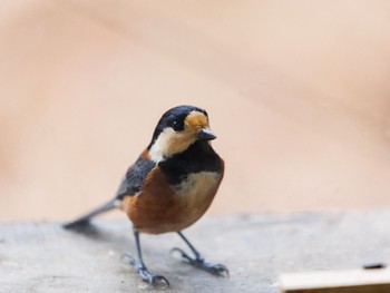 Varied Tit 南アルプス邑野鳥公園 Sun, 12/31/2023