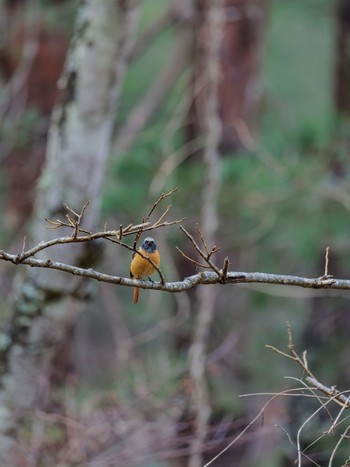 Daurian Redstart 南アルプス邑野鳥公園 Sun, 12/31/2023