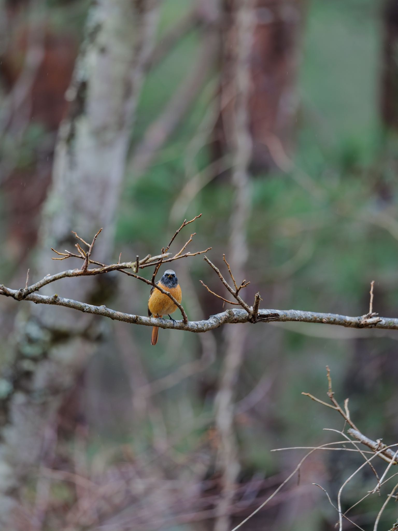 Daurian Redstart