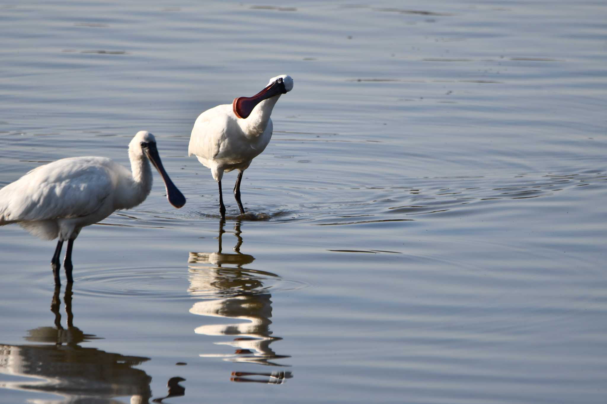 Photo of Black-faced Spoonbill at Isanuma by のぶ