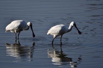 2023年12月7日(木) 伊佐沼の野鳥観察記録