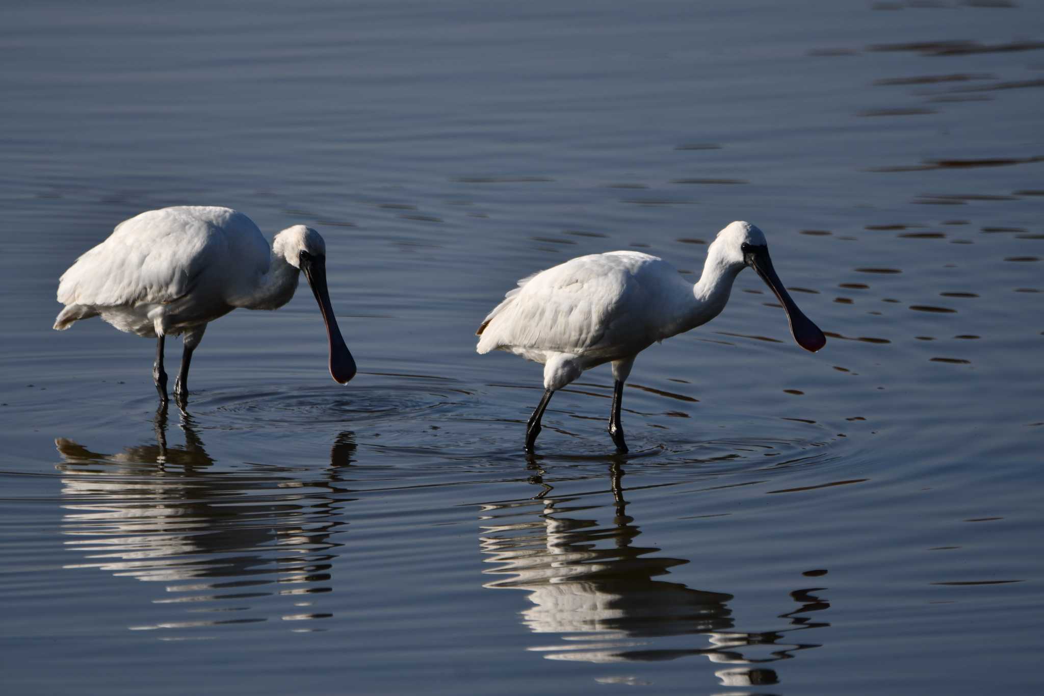 Black-faced Spoonbill