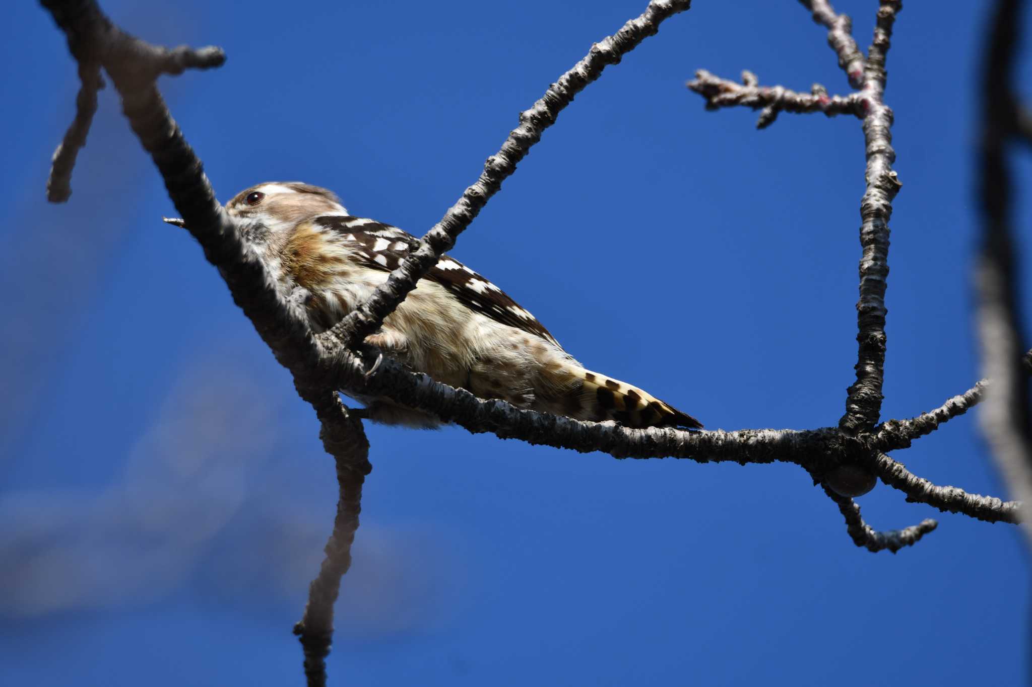 Japanese Pygmy Woodpecker