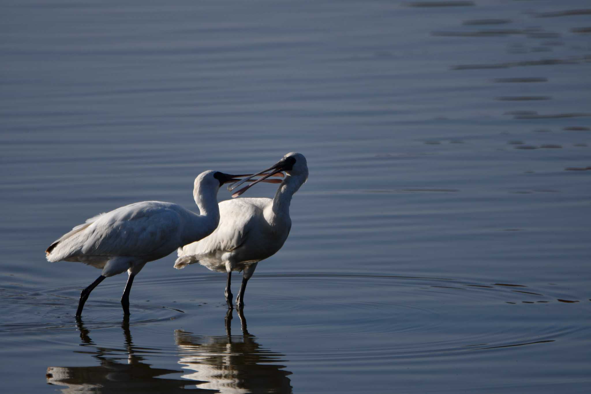 Black-faced Spoonbill