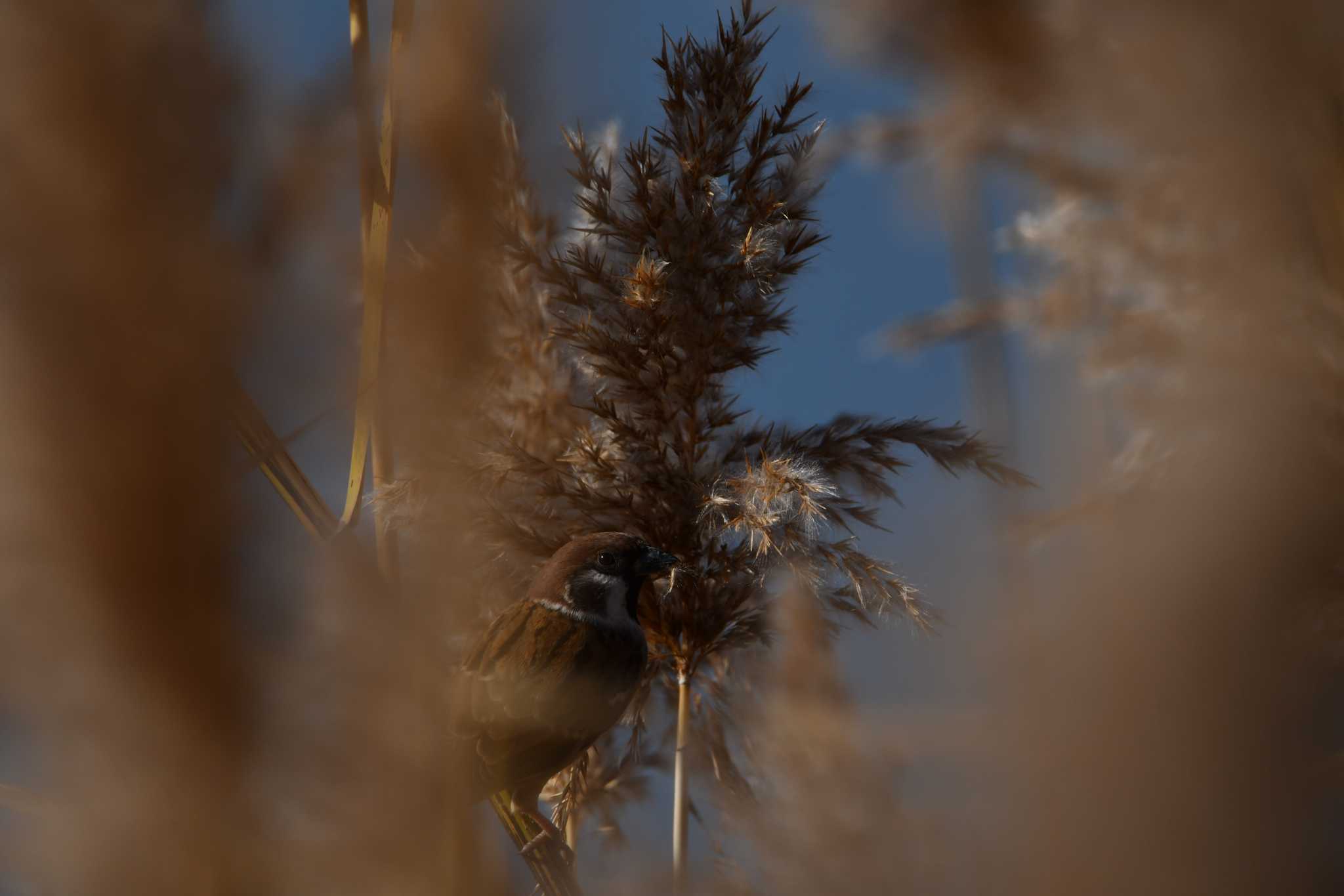 Photo of Eurasian Tree Sparrow at Isanuma by のぶ