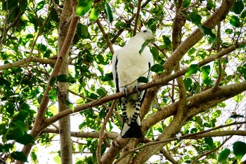 パプアソデグロバト シドニータロンガ動物園 2018年7月2日(月)