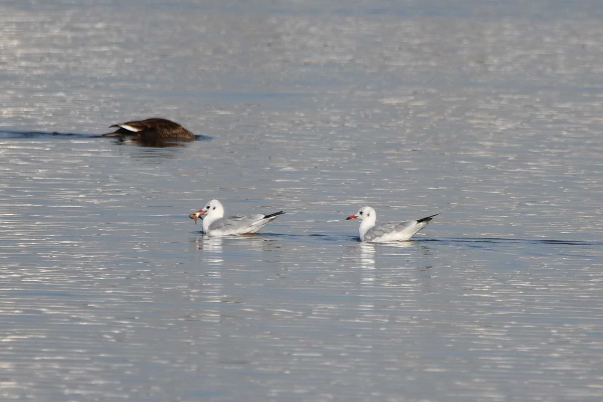 Black-headed Gull