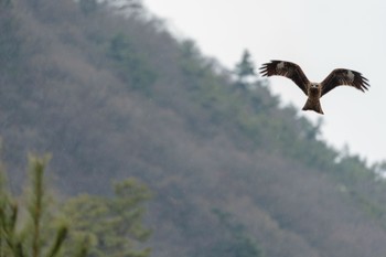 2023年12月31日(日) 南アルプス邑野鳥公園の野鳥観察記録