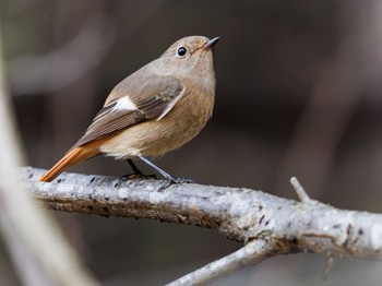 Daurian Redstart 南アルプス邑野鳥公園 Sun, 12/31/2023