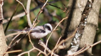 2024年1月7日(日) 秋ヶ瀬公園(野鳥の森)の野鳥観察記録