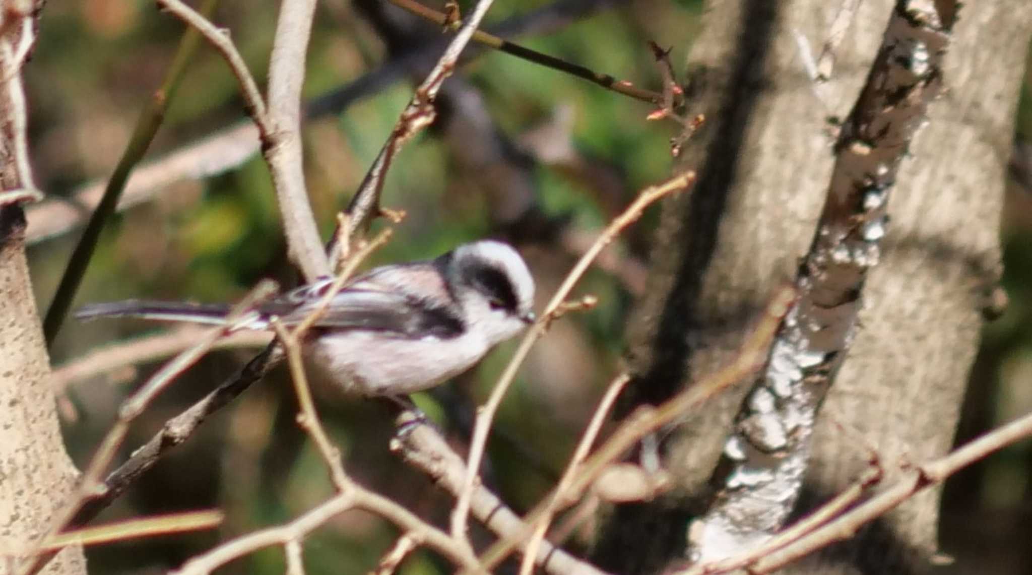 秋ヶ瀬公園(野鳥の森) エナガの写真 by イエティ