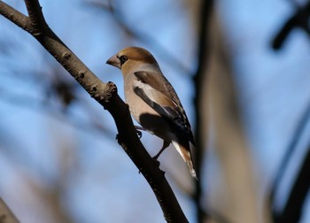 Sat, 1/6/2024 Birding report at 秋ヶ瀬公園(野鳥の森)