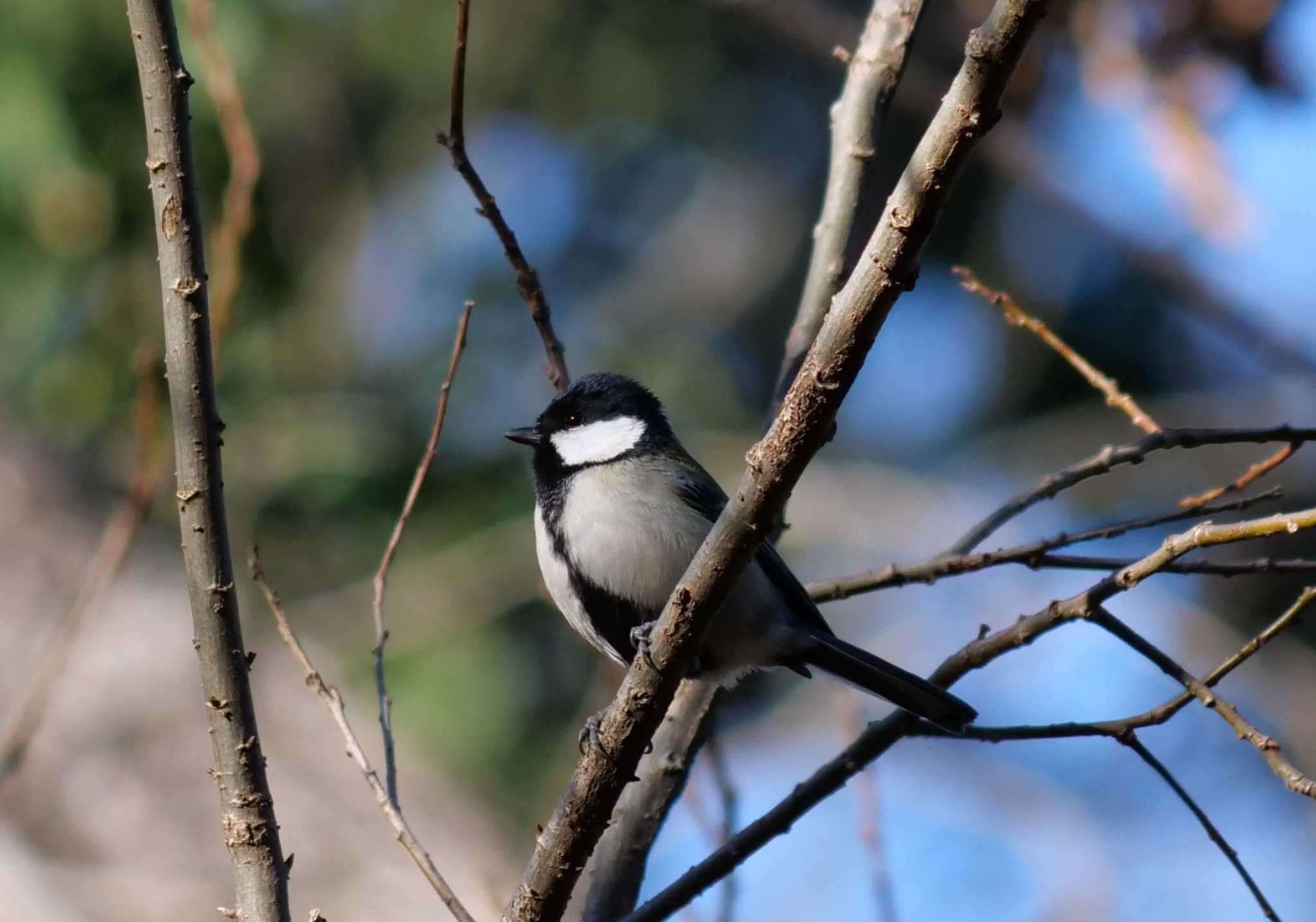 秋ヶ瀬公園(野鳥の森) シジュウカラの写真 by イエティ