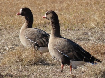 2024年1月5日(金) 蕪栗沼の野鳥観察記録