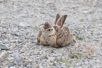 Eurasian Skylark 平城京跡 Sun, 6/5/2022