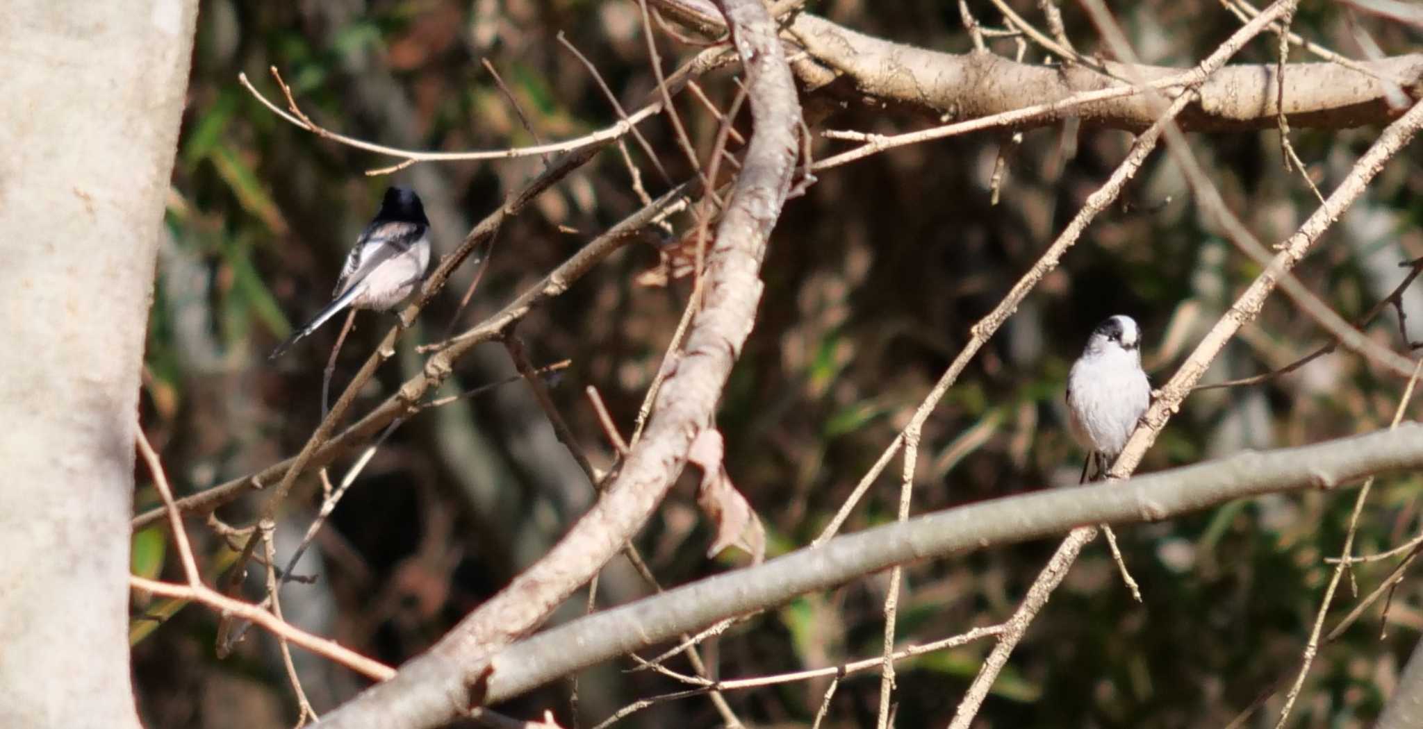 Photo of Long-tailed Tit at 秋ヶ瀬公園(野鳥の森) by イエティ