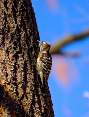 Japanese Pygmy Woodpecker 加須はなさき公園 Thu, 12/21/2023