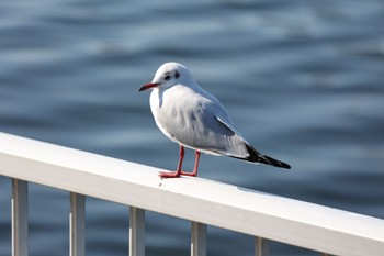 ユリカモメ 浜寺公園 2022年12月31日(土)