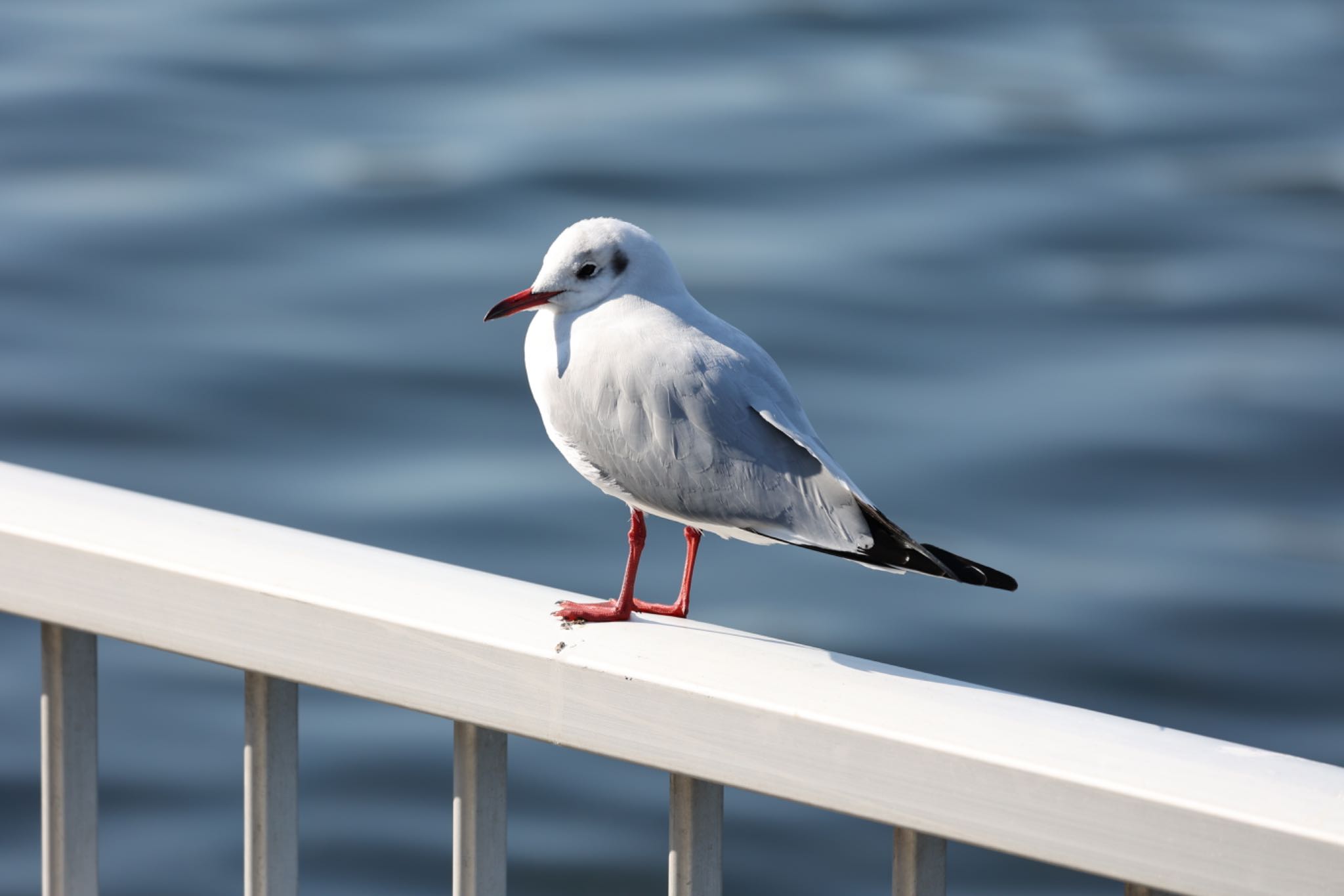 Photo of Black-headed Gull at 浜寺公園 by アカウント15049