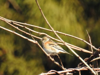 2024年1月7日(日) 早戸川林道の野鳥観察記録