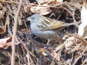 Grey Bunting Hayatogawa Forest Road Sun, 1/7/2024