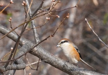 2024年1月7日(日) 大阪府の野鳥観察記録