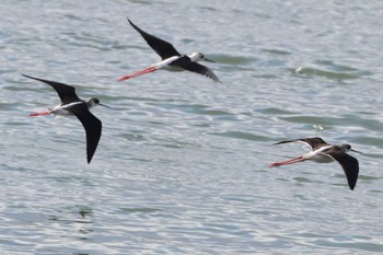 Black-winged Stilt 土留木川河口(東海市) Sun, 1/7/2024