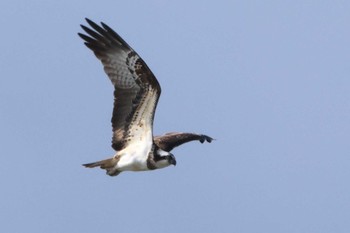 Osprey 土留木川河口(東海市) Sun, 1/7/2024