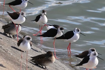 Black-winged Stilt 土留木川河口(東海市) Sun, 1/7/2024