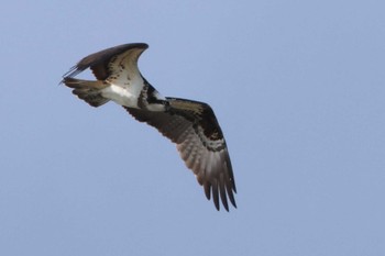 2024年1月7日(日) 土留木川河口(東海市)の野鳥観察記録