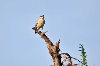 Donaldson Smith's Sparrow-Weaver Amboseli National Park Wed, 12/27/2023