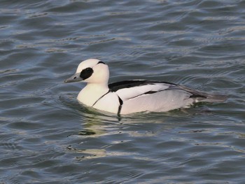 Smew 高松の池 Fri, 1/5/2024